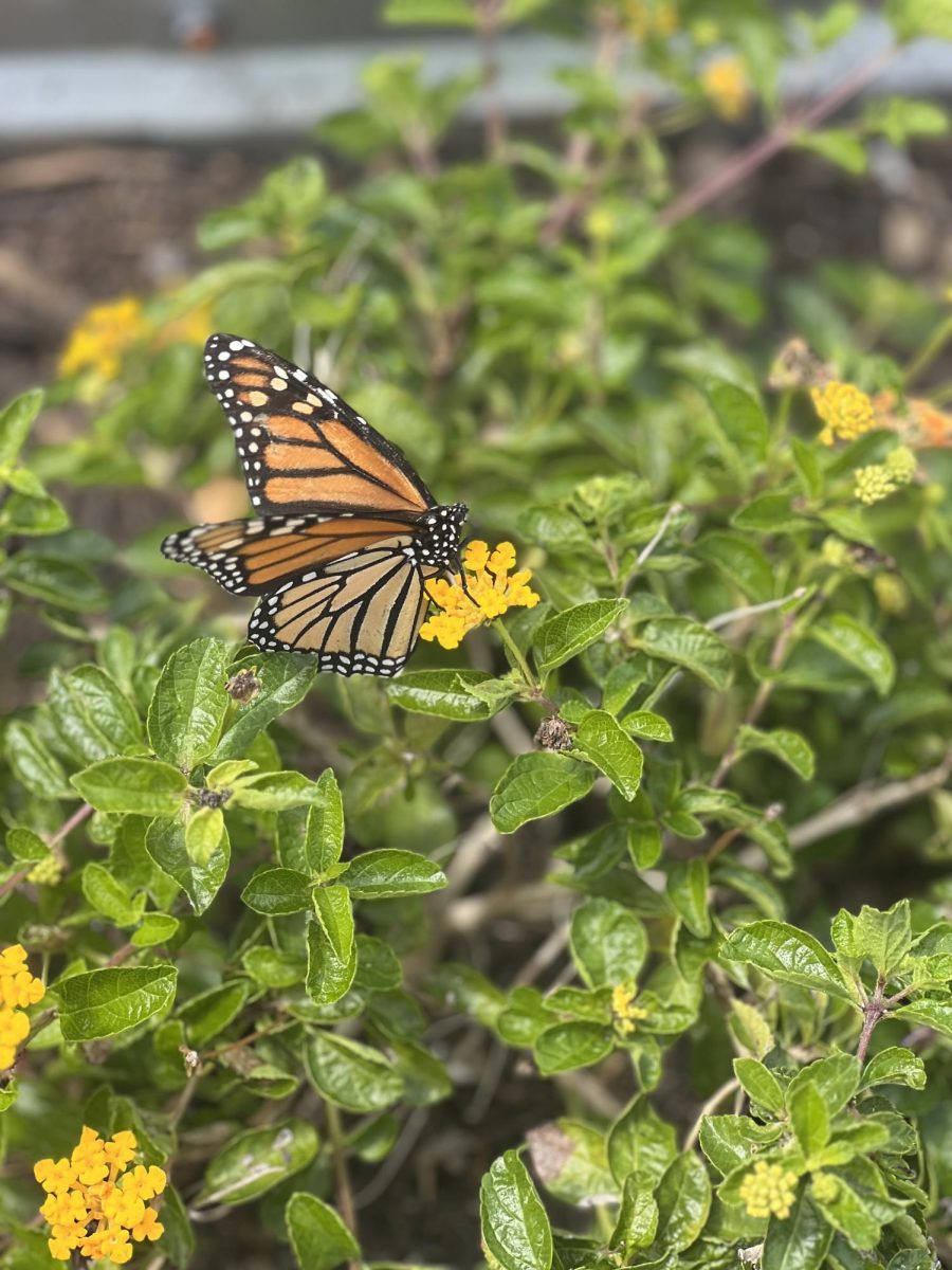 The Monarch Butterfly Crisis